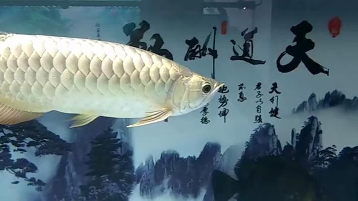 賣龍魚的店叫什么店（如何識(shí)別和選擇一個(gè)合適的龍魚店） 龍魚百科 第1張