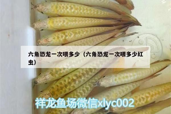 六角恐龍魚飼料一次喂幾粒合適（六角恐龍魚的飼料一次喂幾粒合適） 龍魚百科 第4張