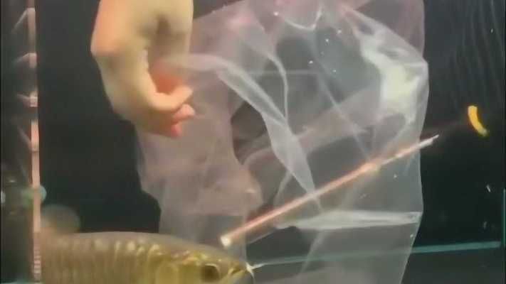 龍魚怎么收拾（如何挑選健康的龍魚） 龍魚百科 第5張