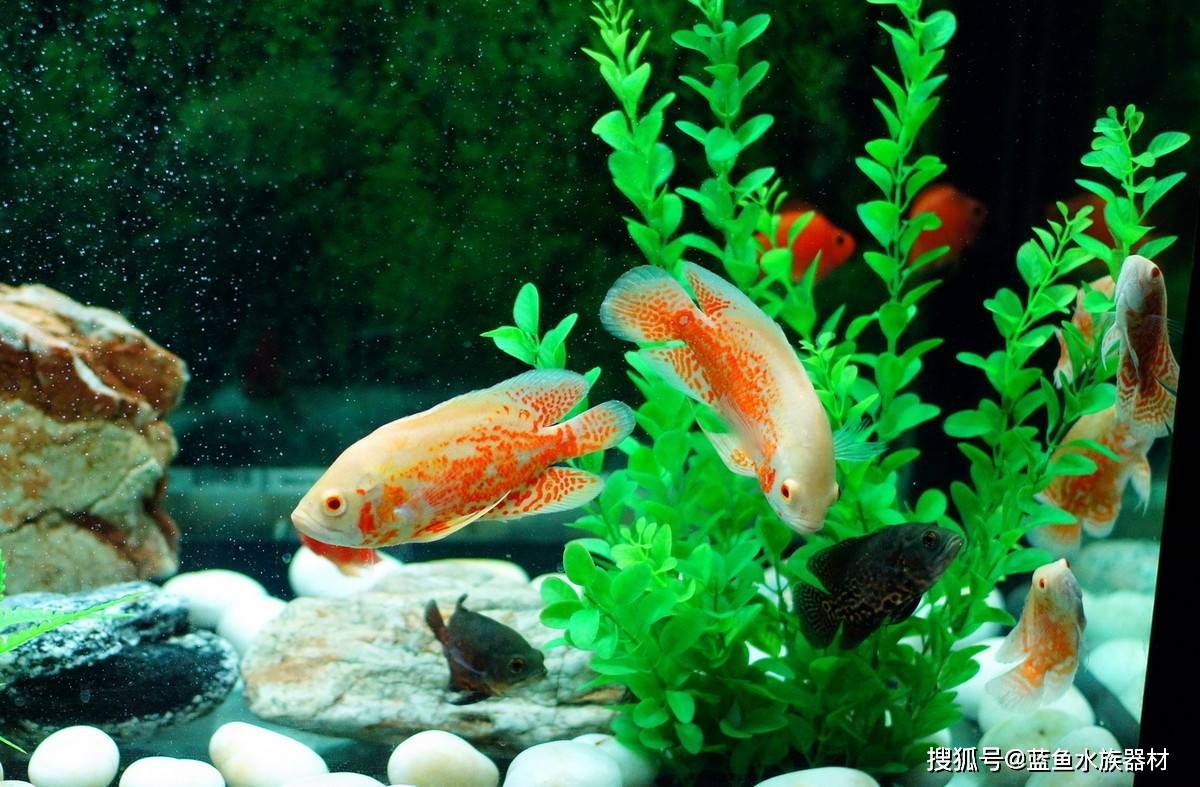 紅龍魚與金龍魚哪個(gè)好養(yǎng)活些（紅龍魚與金龍魚在魚缸里需要什么樣的水質(zhì)條件，金龍魚更適合您） 水族問答