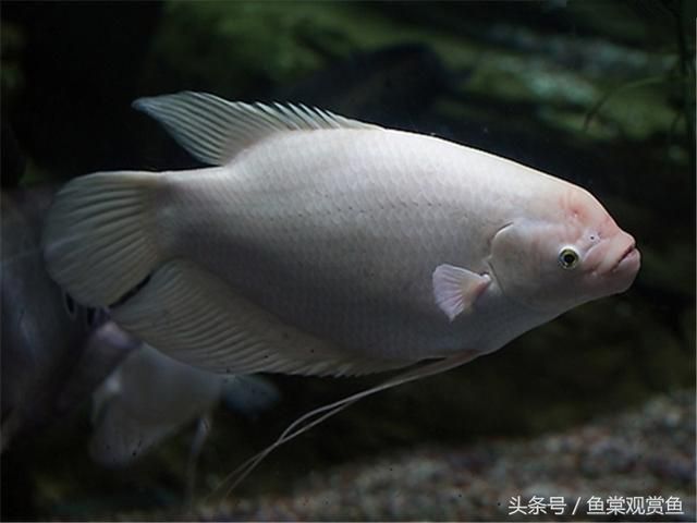 龍魚身體發(fā)黑什么時(shí)候能恢復(fù)（龍魚身體發(fā)黑怎么辦） 龍魚百科 第4張