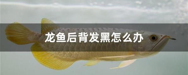 龍魚身體發(fā)黑什么時(shí)候能恢復(fù)（龍魚身體發(fā)黑怎么辦） 龍魚百科 第1張