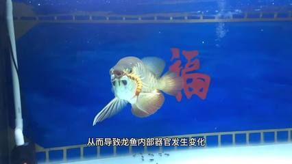 龍魚蒙眼一般多久自愈的（龍魚蒙眼治療期間的飲食建議） 龍魚百科 第3張