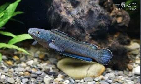 雷龍魚體型排行榜（雷龍魚體型排行榜，非洲雷龍最大） 龍魚百科 第2張