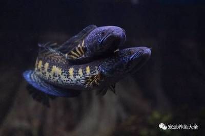 雷龍魚體型排行榜（雷龍魚體型排行榜，非洲雷龍最大） 龍魚百科 第1張