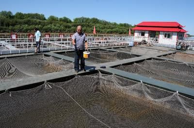 龍魚突然撞缸后死亡（如何判斷龍魚是否因為撞缸而死亡） 水族問答