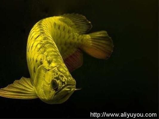 龍魚值多少錢一條?。堲~市場(chǎng)價(jià)格波動(dòng)原因） 龍魚百科 第2張