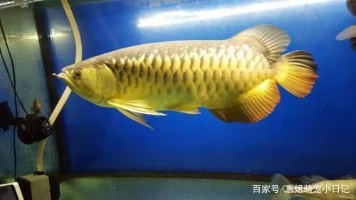 龍魚值多少錢一條啊（龍魚市場(chǎng)價(jià)格波動(dòng)原因） 龍魚百科 第3張