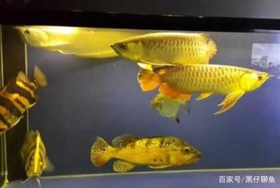 如何選龍魚（如何挑選一條健康、活潑的龍魚，掌握一些挑選技巧） 龍魚百科 第4張