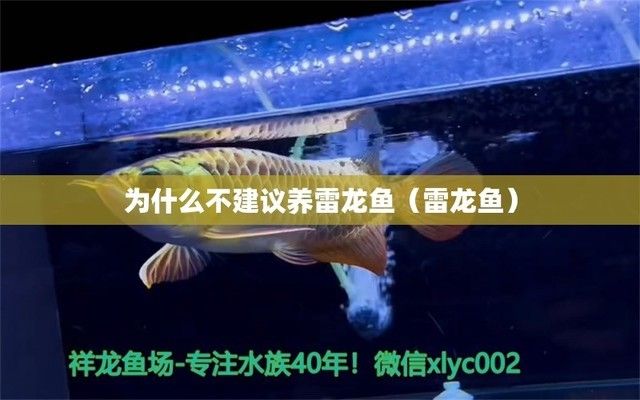 七星雷龍魚(yú)養(yǎng)一只還是一對(duì)（七星雷龍魚(yú)適合單養(yǎng)嗎） 龍魚(yú)百科 第4張