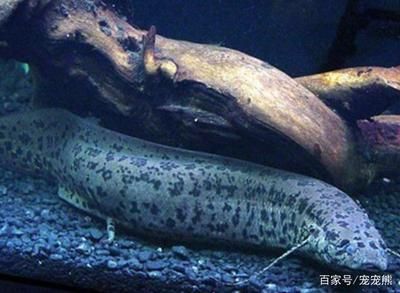 恐龍魚死亡征兆（恐龍魚死亡前的一些征兆） 龍魚百科 第4張