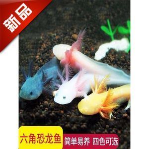 六角恐龍魚什么價(jià)格（六角恐龍魚價(jià)格因地區(qū)、品種、大小和顏色等因素有所不同） 龍魚百科 第1張