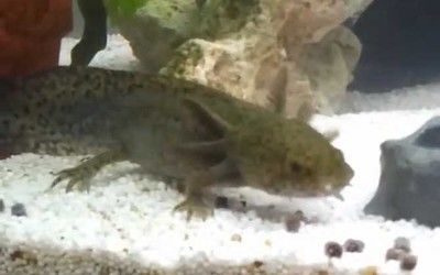 六角恐龍魚飼料可以喂烏龜嗎（六角恐龍魚飼料可以喂烏龜嗎六角恐龍魚與烏龜共養(yǎng)注意事項(xiàng)） 龍魚百科 第5張