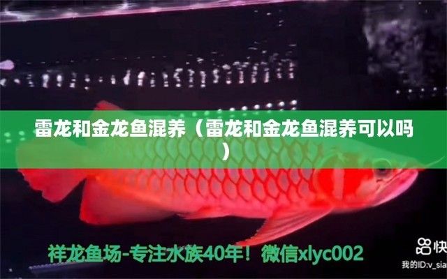 金龍魚與雷龍魚混養(yǎng)怎么樣（金龍魚與雷龍魚混養(yǎng)可以嗎？） 龍魚百科 第1張