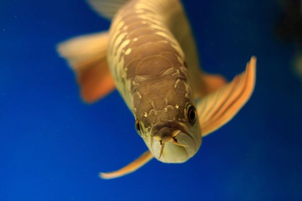 龍魚魚食制作方法（自制龍魚飼料保存技巧,龍魚控食期注意事項(xiàng)） 龍魚百科 第5張