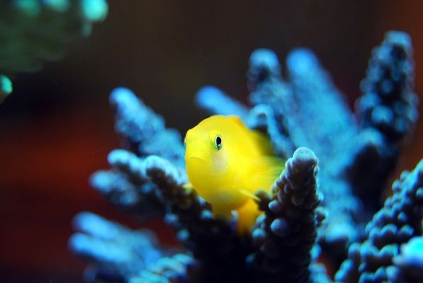 龍魚分為幾種顏色（如何挑選優(yōu)質(zhì)龍魚） 龍魚百科 第5張