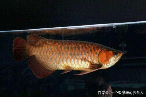 龍魚(yú)用led燈好嗎安全嗎（led燈對(duì)龍魚(yú)發(fā)色的具體影響） 龍魚(yú)百科 第5張