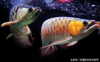 龍魚配什么魚風(fēng)水好呢（龍魚與哪種魚混養(yǎng)最旺財） 龍魚百科 第5張