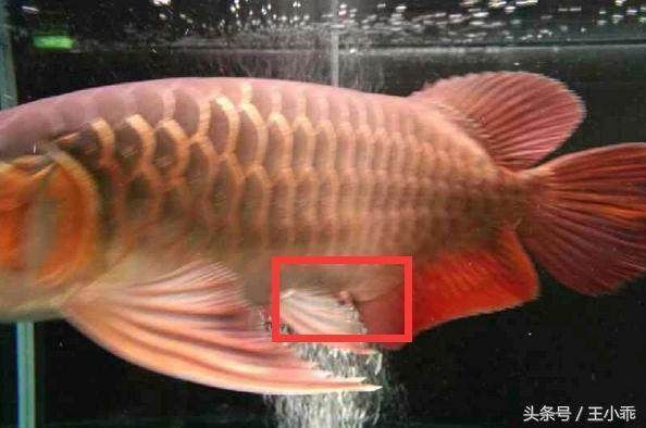 龍魚(yú)脫肛是什么意思?。ㄈ绾闻袛帻堲~(yú)脫肛的緊急處理方法）