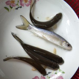 青龍魚苗價(jià)格行情（青龍魚苗價(jià)格行情受到多種因素影響青龍魚苗價(jià)格波動(dòng)較大） 龍魚百科 第4張