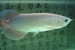 青龍魚苗價(jià)格行情（青龍魚苗價(jià)格行情受到多種因素影響青龍魚苗價(jià)格波動(dòng)較大） 龍魚百科 第5張