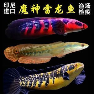 七彩海象和雷龍魚哪個(gè)好（七彩海象和雷龍魚哪個(gè)更好） 龍魚百科 第3張