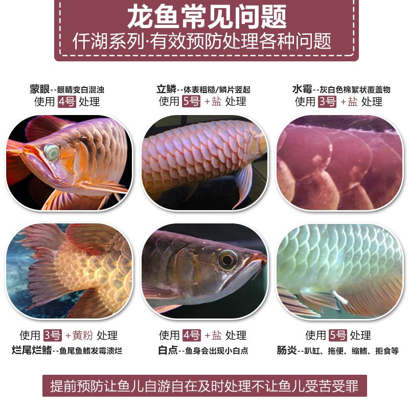 龍魚立鱗病能自愈嗎怎么治（龍魚立鱗病會自愈嗎） 龍魚百科 第4張