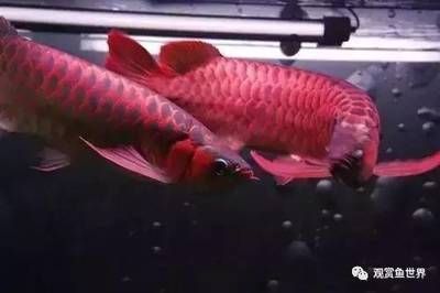 金龍魚和紅龍魚的壽命（金龍魚和紅龍魚的壽命可以達到數(shù)十年之久）