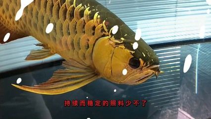 金龍魚和紅龍魚的壽命（金龍魚和紅龍魚的壽命可以達(dá)到數(shù)十年之久） 龍魚百科 第5張