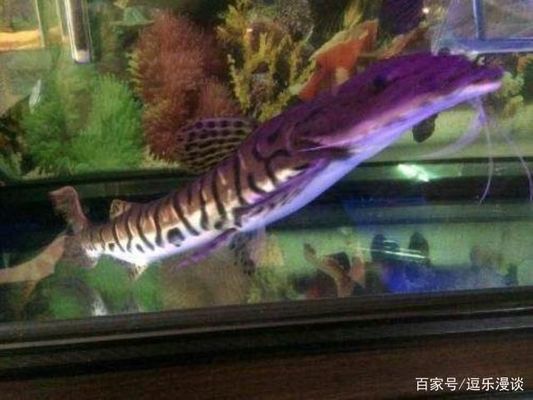 哪里的龍魚最便宜又好吃（哪里的龍魚最便宜且美味） 水族問答 第3張