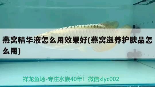 龍魚在20度的水溫里會死嗎？（龍魚在20度的水溫下會死亡嗎）