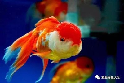 龍魚和金魚的區(qū)別（龍魚與金魚的區(qū)別） 龍魚百科 第5張