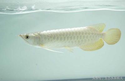 世界上最貴龍魚(yú)（世界上最貴的龍魚(yú)品種之一） 龍魚(yú)百科 第2張