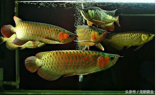 世界上最貴龍魚(yú)（世界上最貴的龍魚(yú)品種之一） 龍魚(yú)百科 第4張