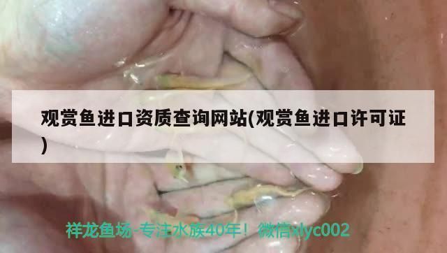 龍魚證書查詢方法（如何查詢龍魚證書） 龍魚百科 第4張