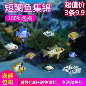 龍魚最便宜的品種（龍魚最便宜的品種是什么-龍魚最便宜的品種是什么） 水族問答