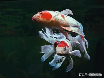 銀龍魚和曼龍魚混養(yǎng)（銀龍魚和曼龍魚混養(yǎng)時需要注意以下幾點(diǎn)疑問句1） 水族問答