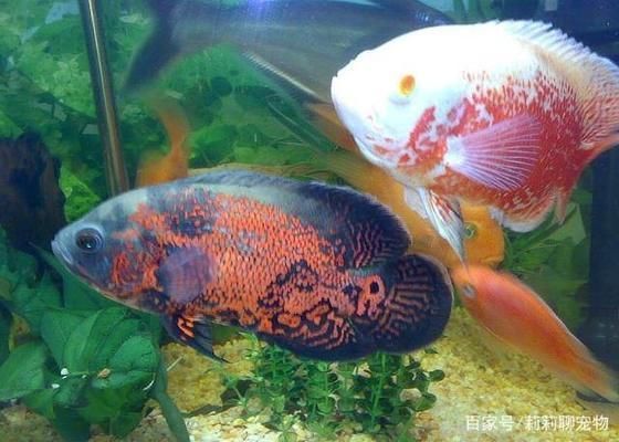 龍魚喂飼料到底好不好呀（關(guān)于龍魚喂食飼料的問題） 水族問答 第2張