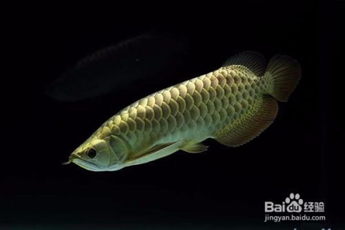 金龍魚中的極品魚（過背金龍魚b級過背金龍魚b級過背金龍魚高背金龍魚）