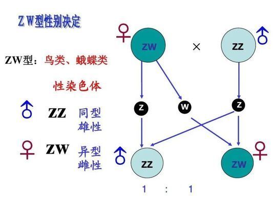 雷龍魚(yú)圖鑒海報(bào)高清（雷龍魚(yú)圖鑒海報(bào)高清，-雷龍魚(yú)的繁殖方法） 水族問(wèn)答