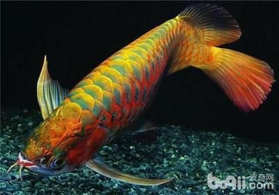 龍魚要多少錢一只（龍魚價(jià)格因其大小、顏色和健康狀況而異，紅龍魚飼養(yǎng)技巧有哪些）