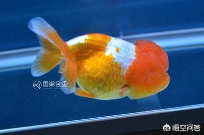 龍魚和金魚哪個好養(yǎng)（金魚適合新手養(yǎng)殖嗎，龍魚養(yǎng)殖需要注意哪些問題）