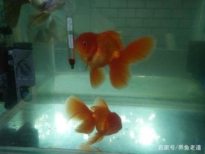 龍魚和金魚哪個(gè)好養(yǎng)（金魚適合新手養(yǎng)殖嗎，龍魚養(yǎng)殖需要注意哪些問題） 龍魚百科 第5張