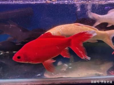 龍魚和金魚哪個(gè)好養(yǎng)（金魚適合新手養(yǎng)殖嗎，龍魚養(yǎng)殖需要注意哪些問題） 龍魚百科 第4張