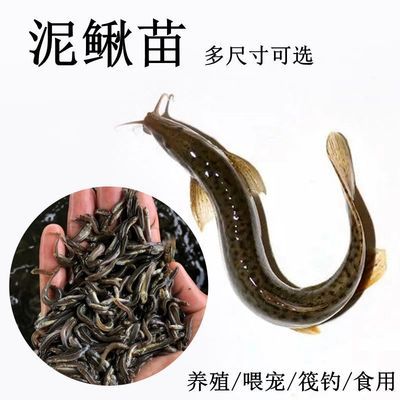 龍魚飼料排行榜前十名有哪些（2024年龍魚飼料排行榜前十名）