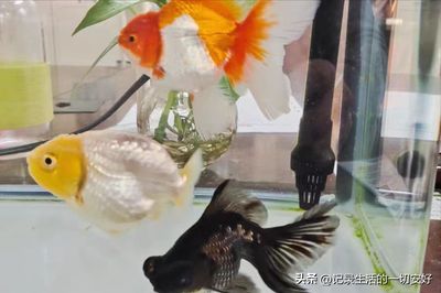 龍魚會吃錦鯉嗎（如何防止龍魚攻擊錦鯉） 龍魚百科 第2張