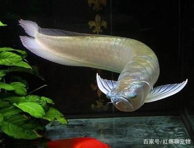 如何讓銀龍魚(yú)又白又亮又好看（如何讓銀龍魚(yú)看起來(lái)又白又亮又好看） 龍魚(yú)百科 第2張