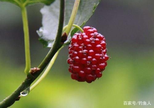 舟山龍魚(yú)酥怎么吃才好吃視頻（如何正確食用舟山龍魚(yú)酥） 水族問(wèn)答 第2張