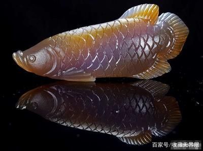 金龍魚紫羅蘭底好不好（如何清潔金龍魚紫羅蘭底） 龍魚百科 第5張