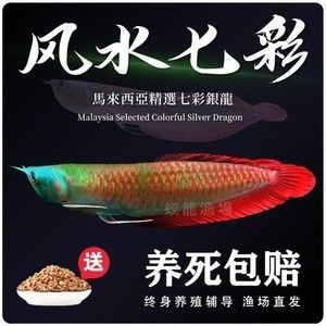 金龍魚魚苗批發(fā)價格表大全（金龍魚魚苗批發(fā)價格表） 龍魚百科 第2張